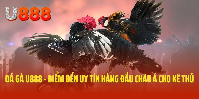 Sảnh cược đá gà U888 thú vị nhất châu Á
