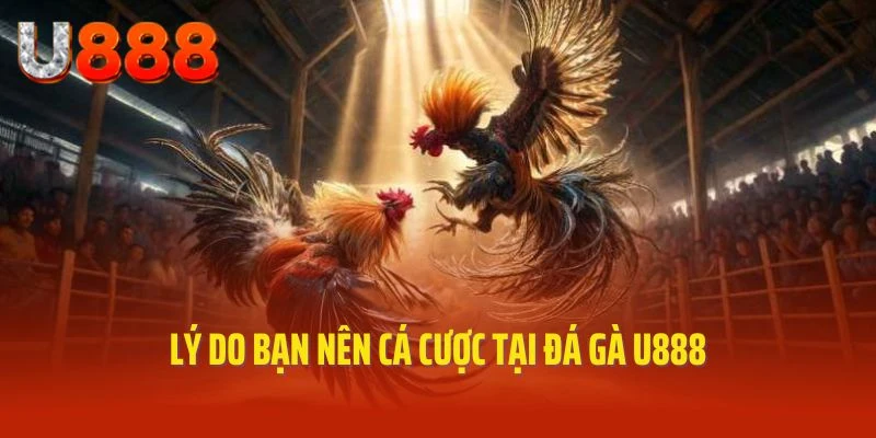 Lý do bạn nên cá cược tại đá gà U888