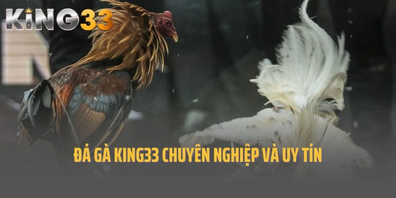 Đá gà king33