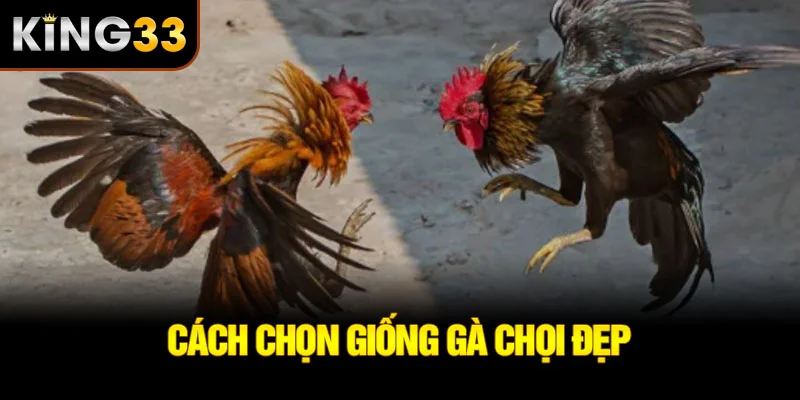 Cách chọn giống gà chọi đẹp