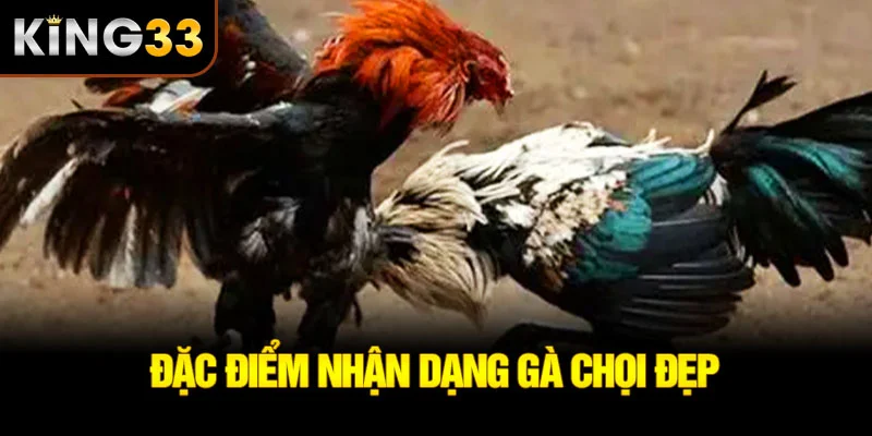 Đặc điểm nhận dạng gà chọi đẹp