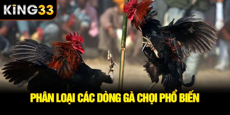 Phân loại các dòng gà chọi phổ biến